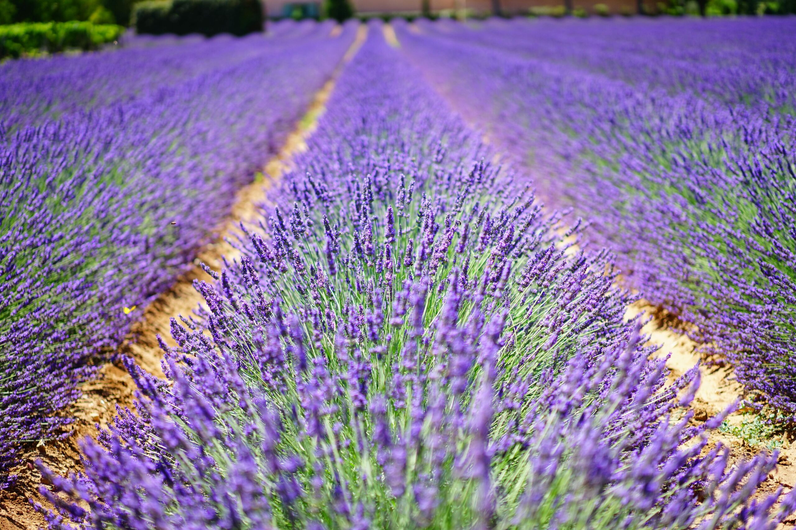 Aceite esencial de lavanda y sus beneficios para el descanso y el bienestar natural